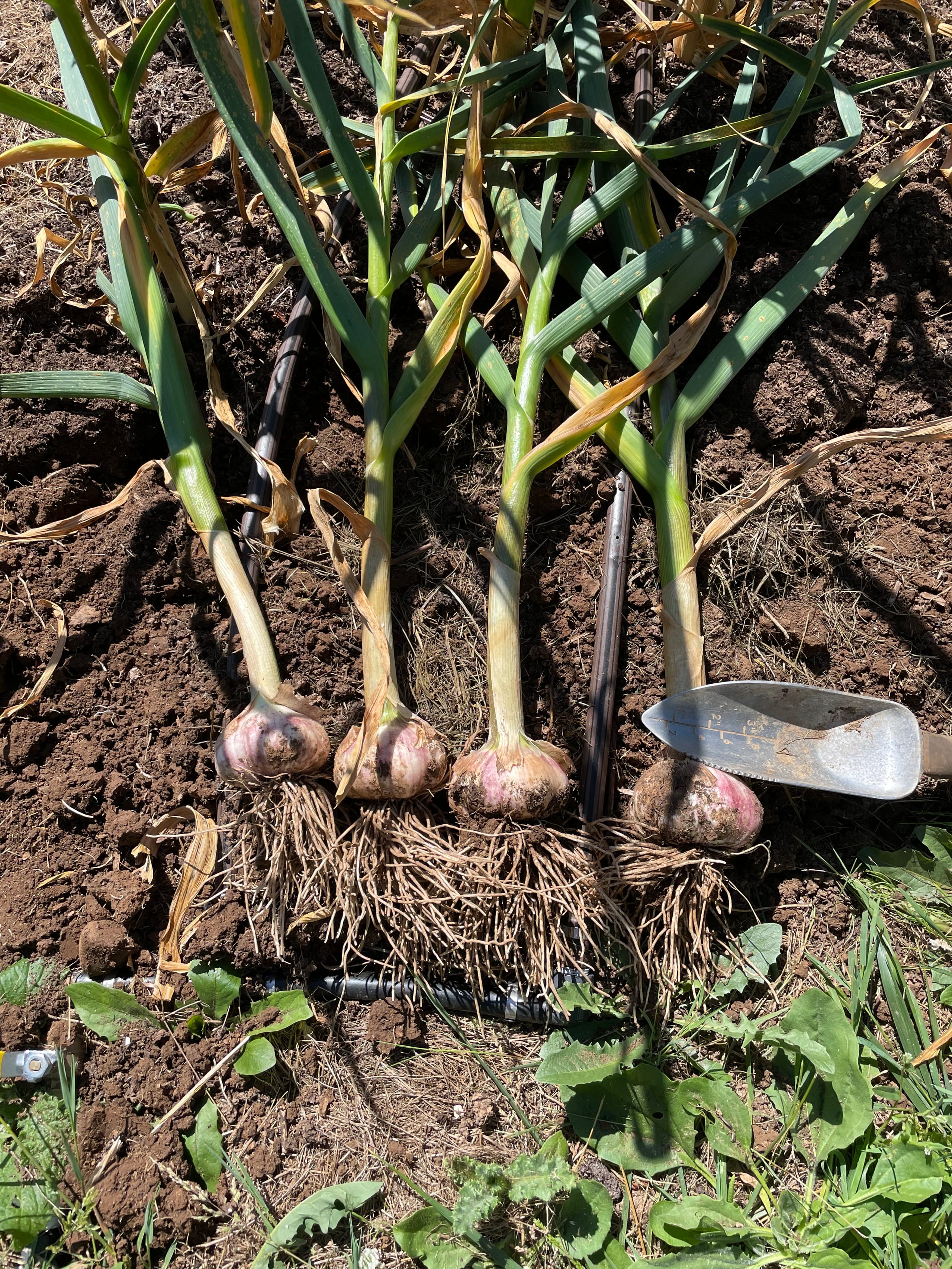 2024's Garlic Crop in Review