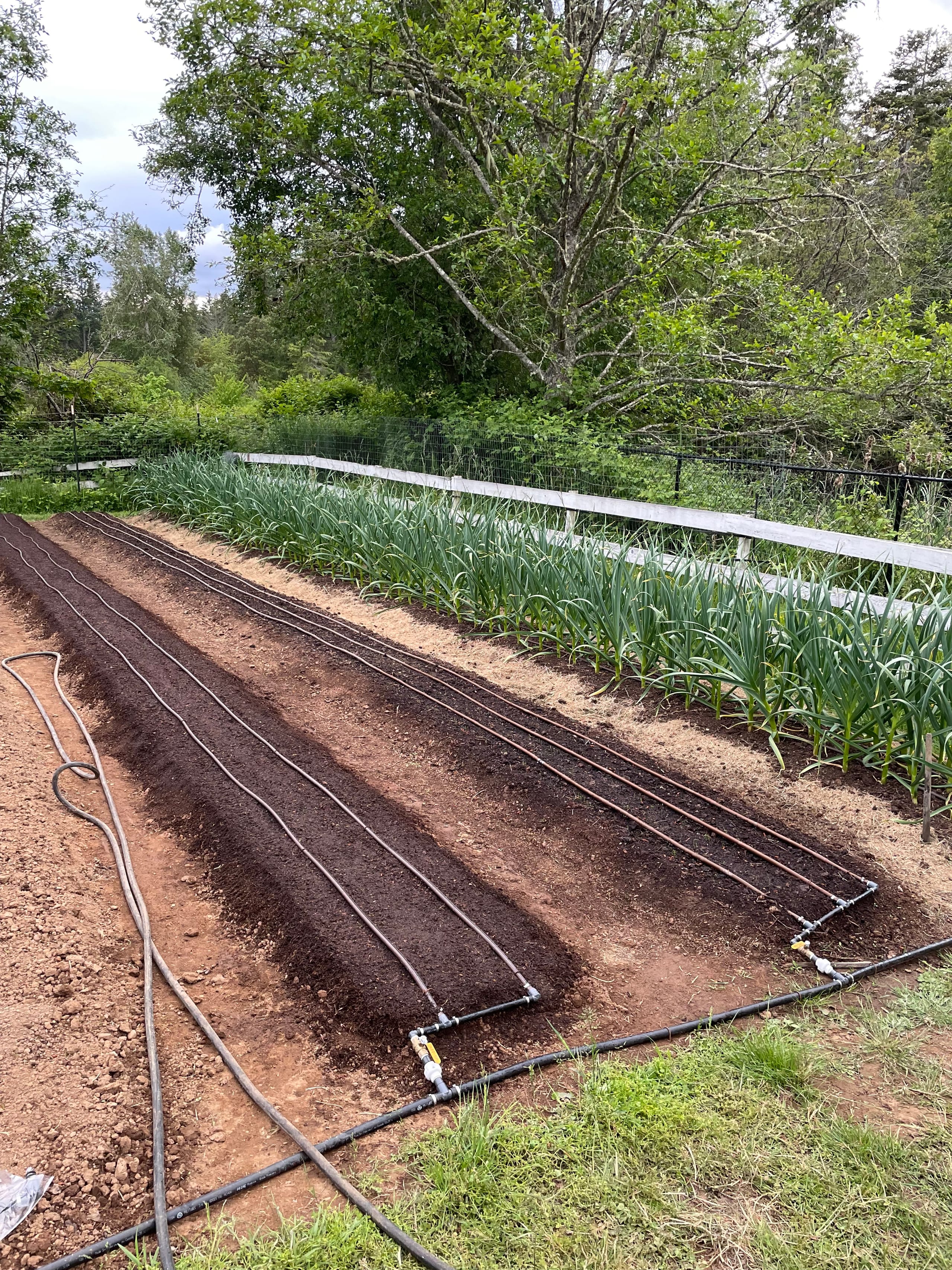 Garden beds with drip line irrigation including one bed with healthy-looking Garlic.
