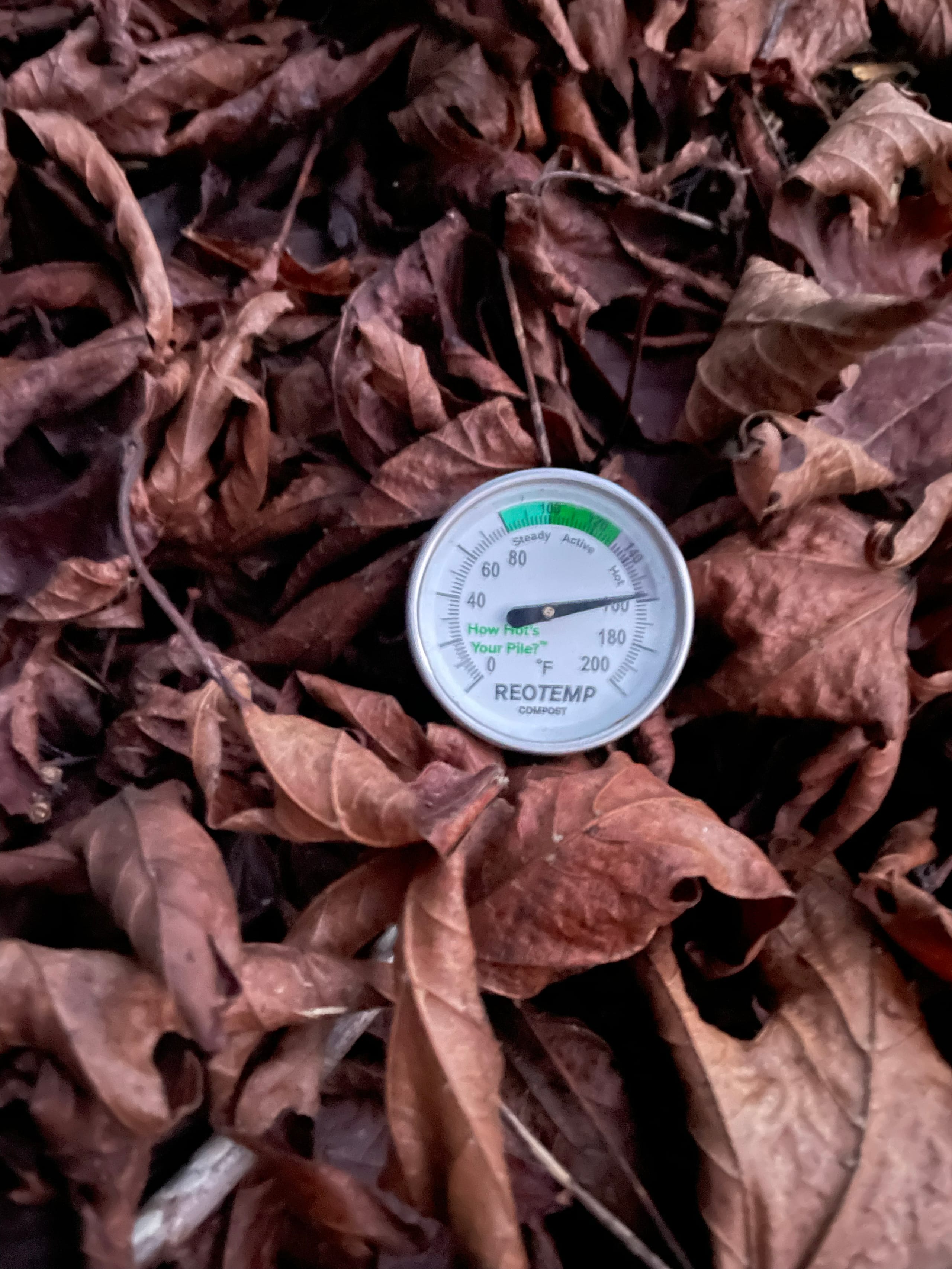 Close up of a compost pile with a thermometer showing a very hot 158 degrees Fahrenheit (70 degrees Celsius).