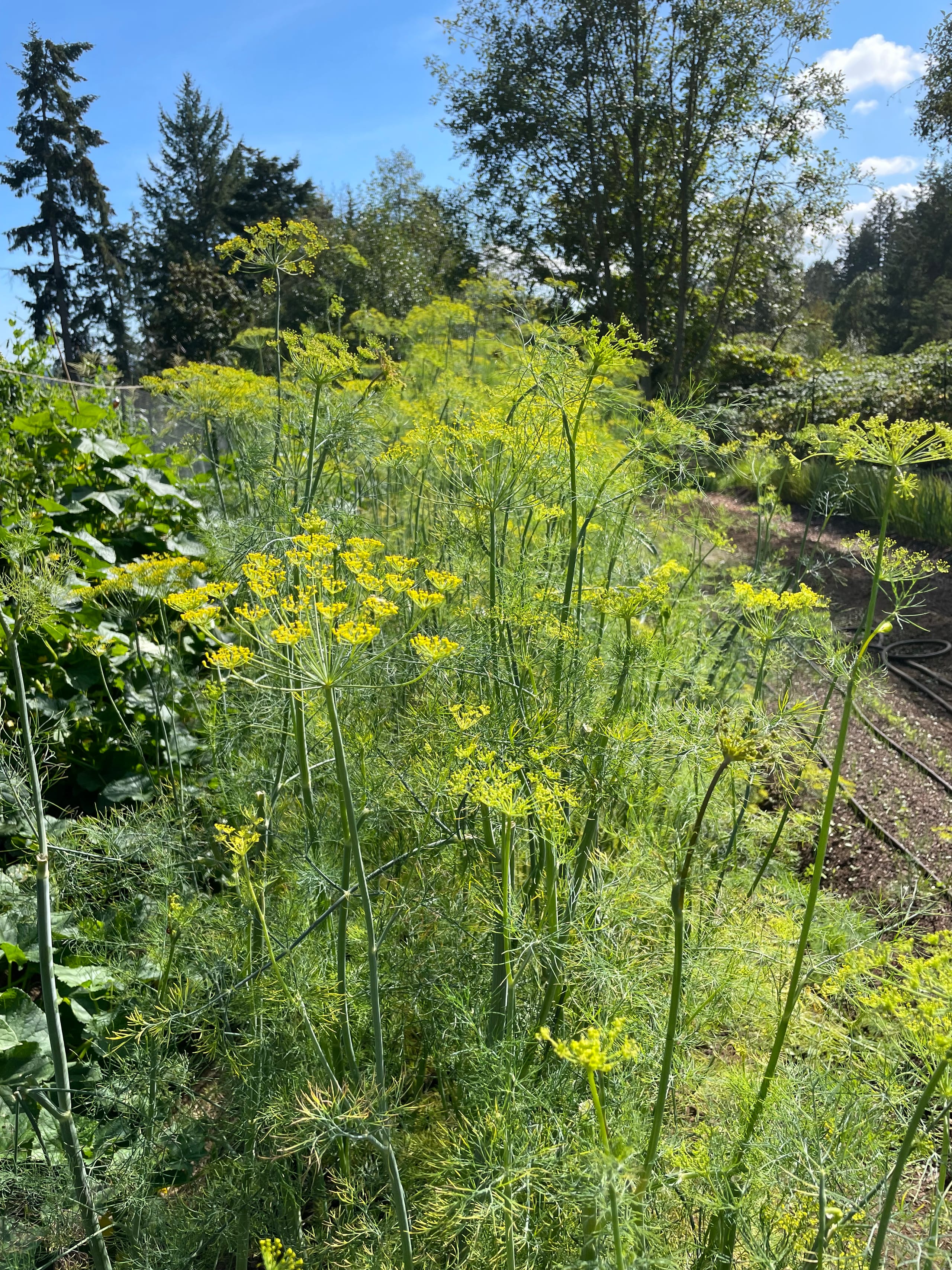 Dill plants in full bloom with yellow umbrella-shaped flower heads and feathery green foliage on a sunny day.