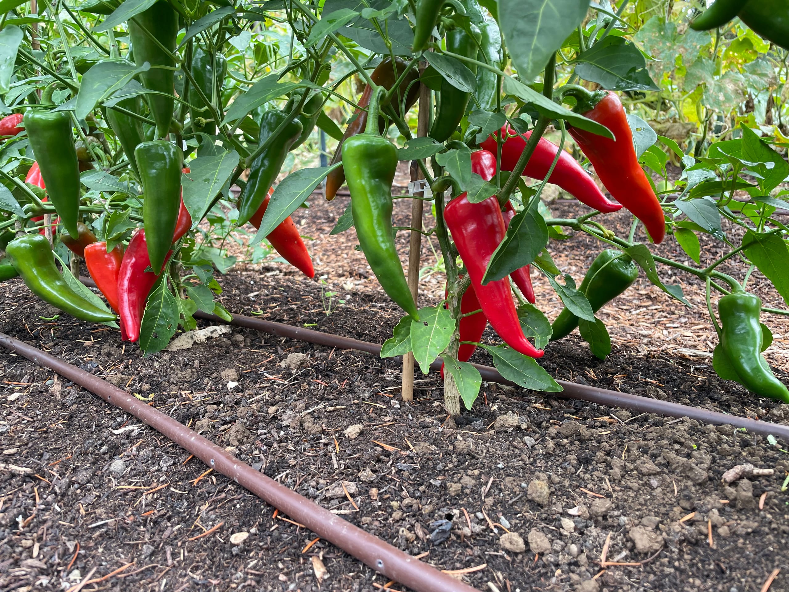 Ripe red and green peppers hanging from staked plants.