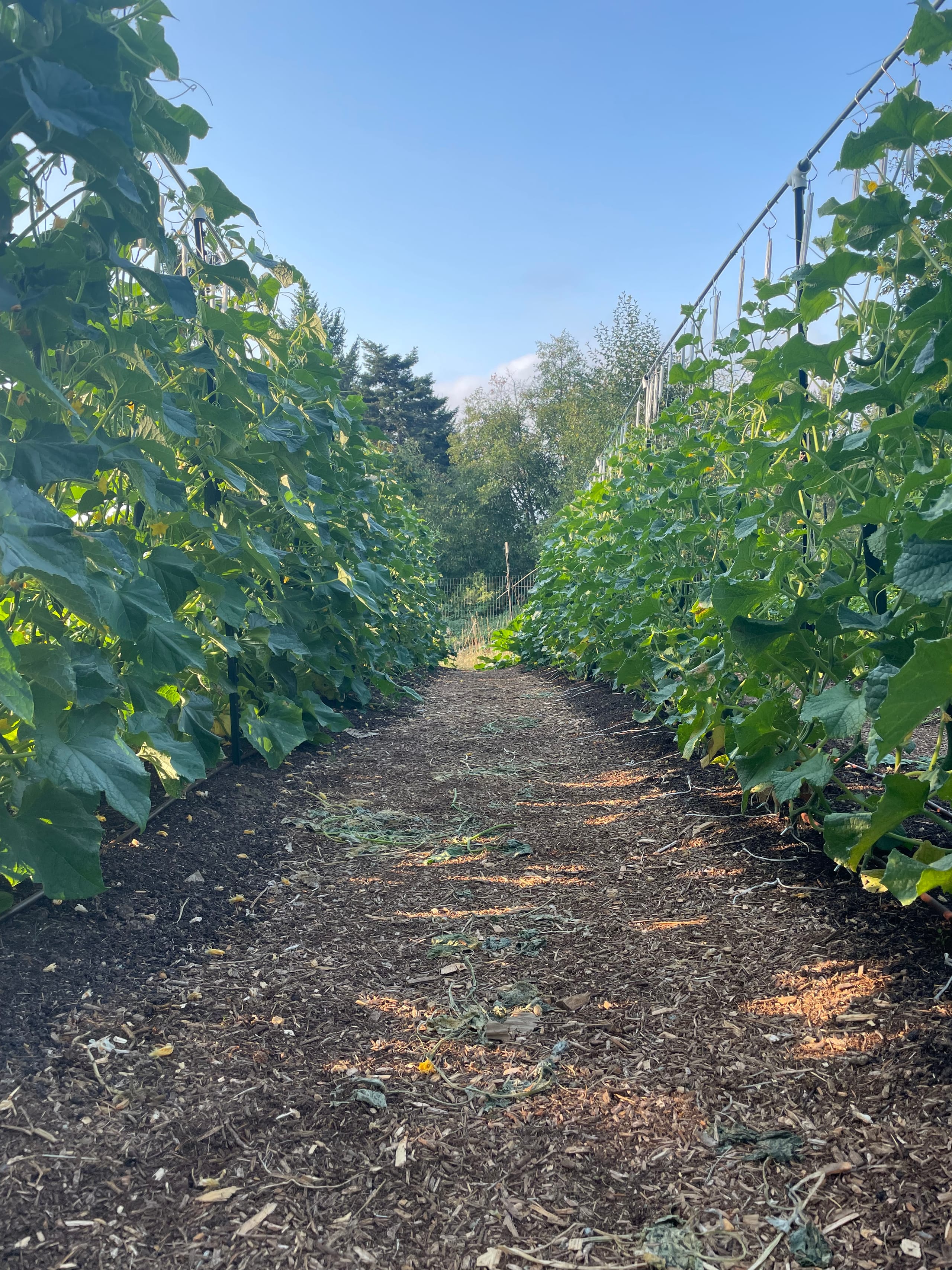 Rows of slicing cucumber plants growing on tall trellises along a mulched path on a sunny day.
