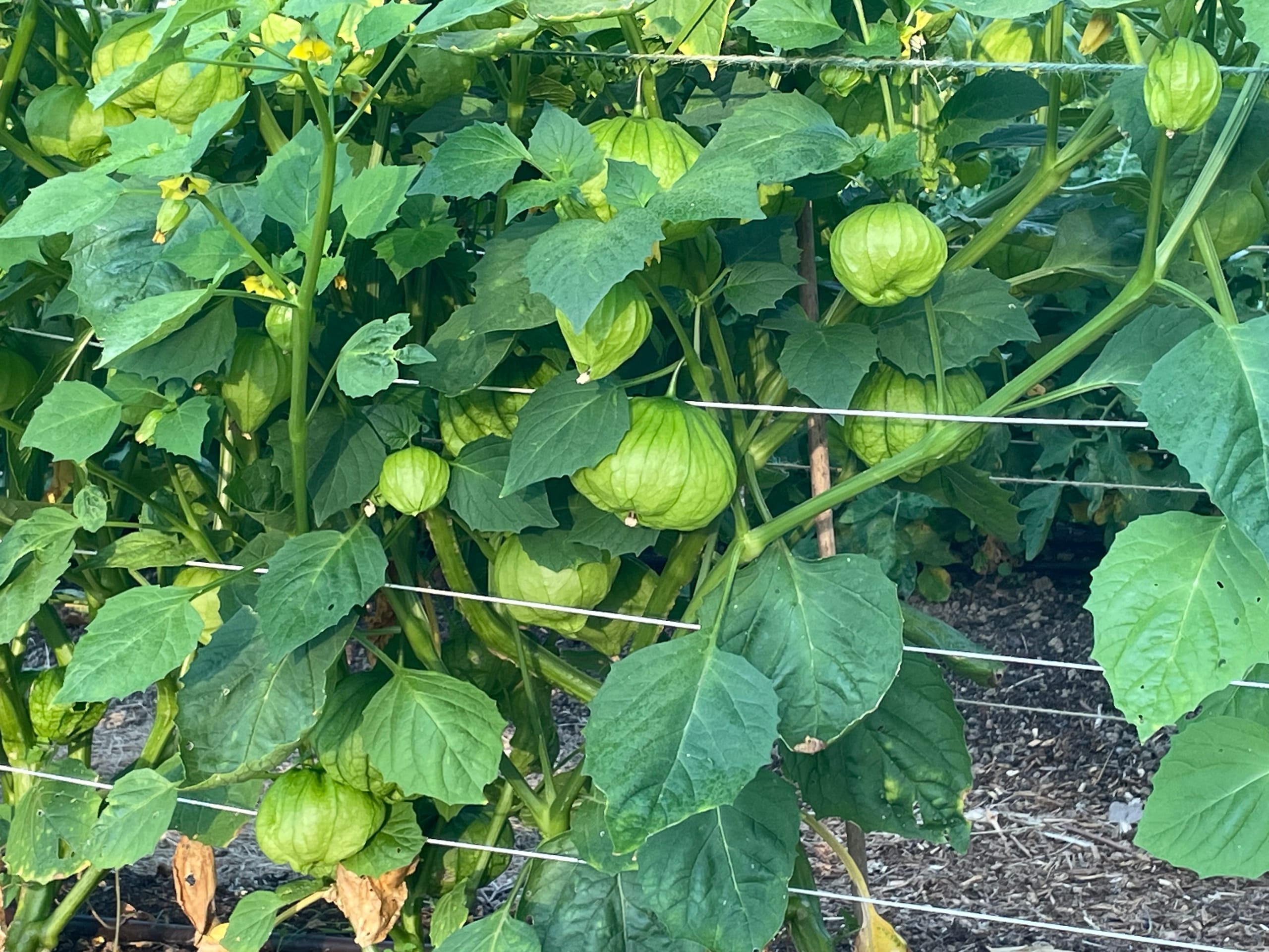 Green tomatillos in their papery husks growing on a leafy plant supported by string trellising.