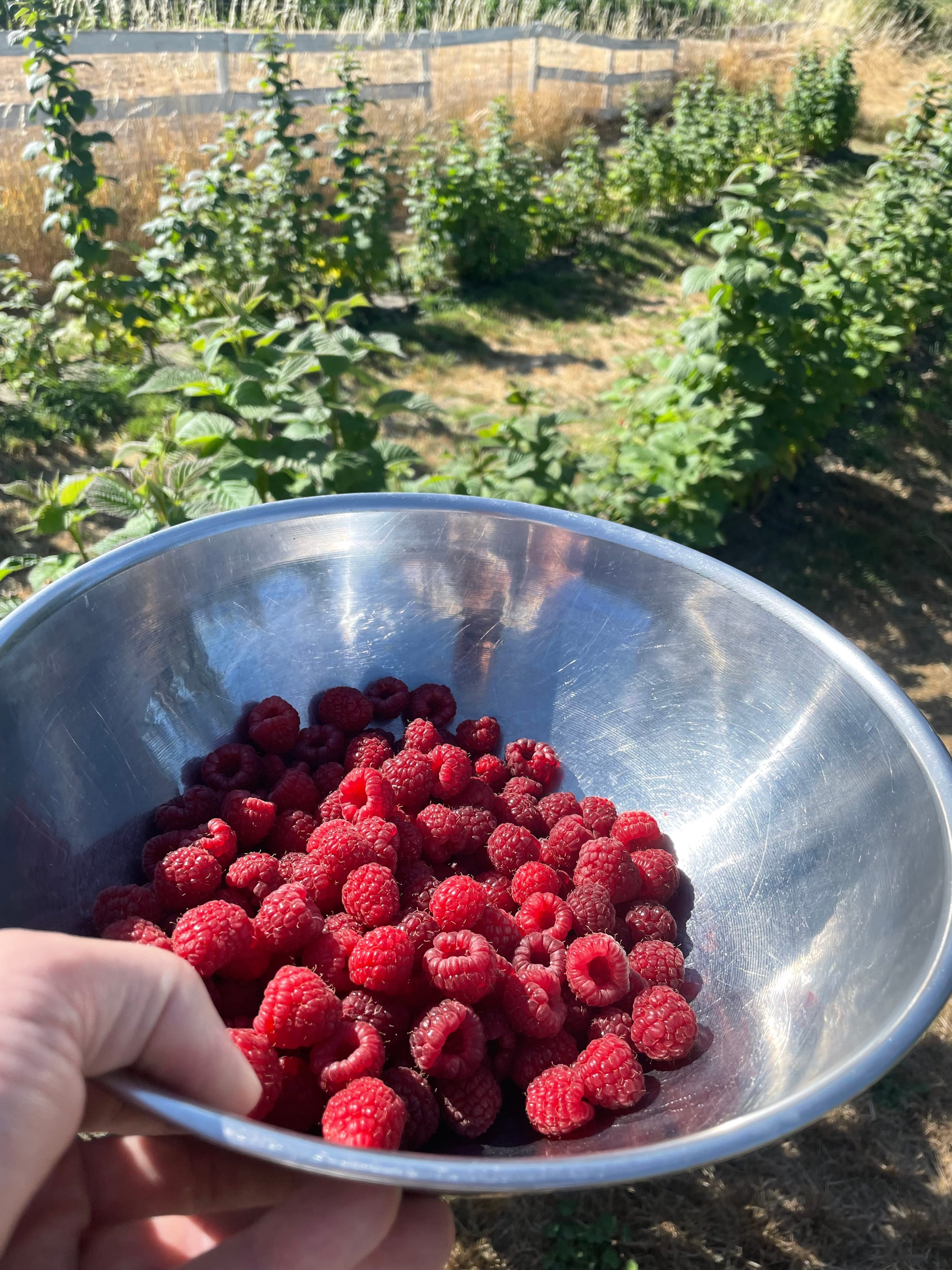 A hand holding a stainless steel bowl of freshly picked Tulameen raspberries with raspberry canes growing in the farm field behind.