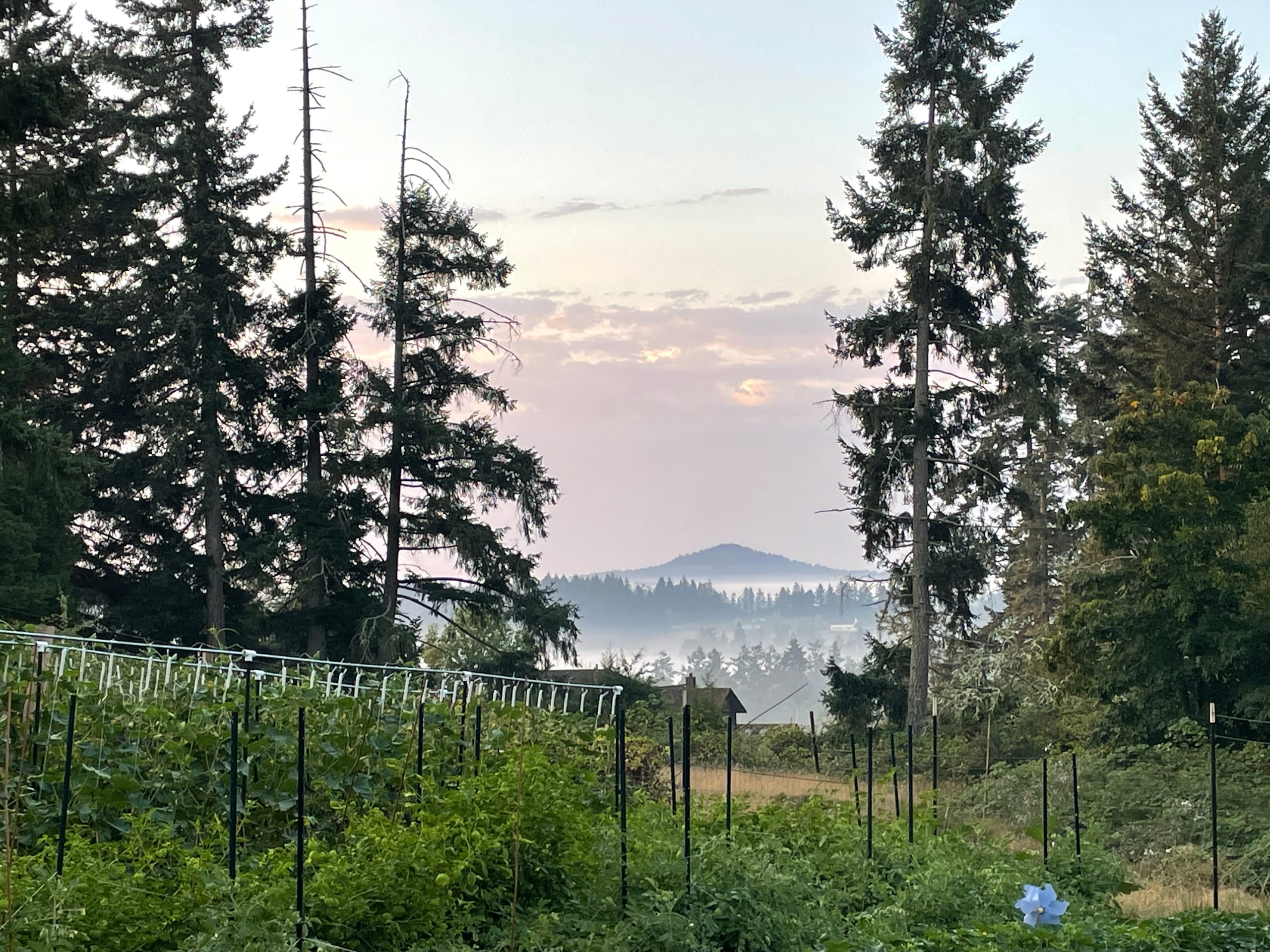 Valley View Farm's garden in the foreground overlooking the foggy Newton Valley with Little Saanich Mountain in the background.