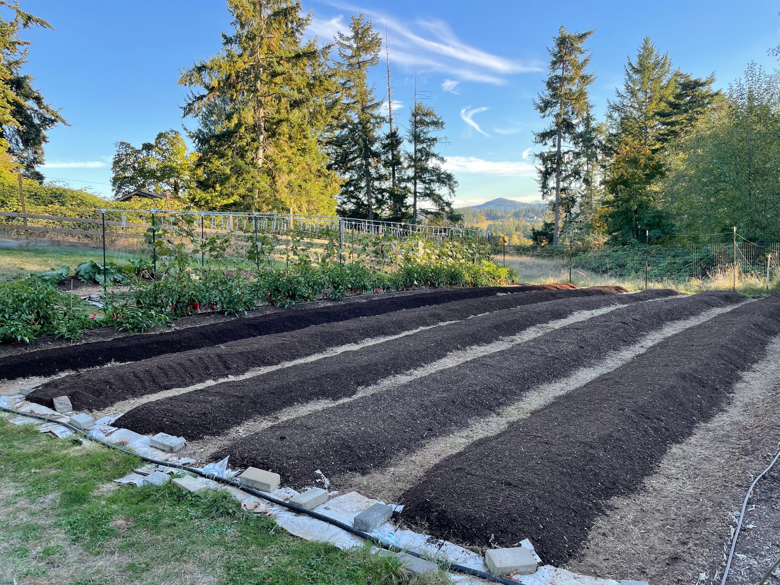 Five long raised beds freshly covered with dark compost on a sunny autumn day, with vegetable gardens to the left and mountains visible through the trees in the background.