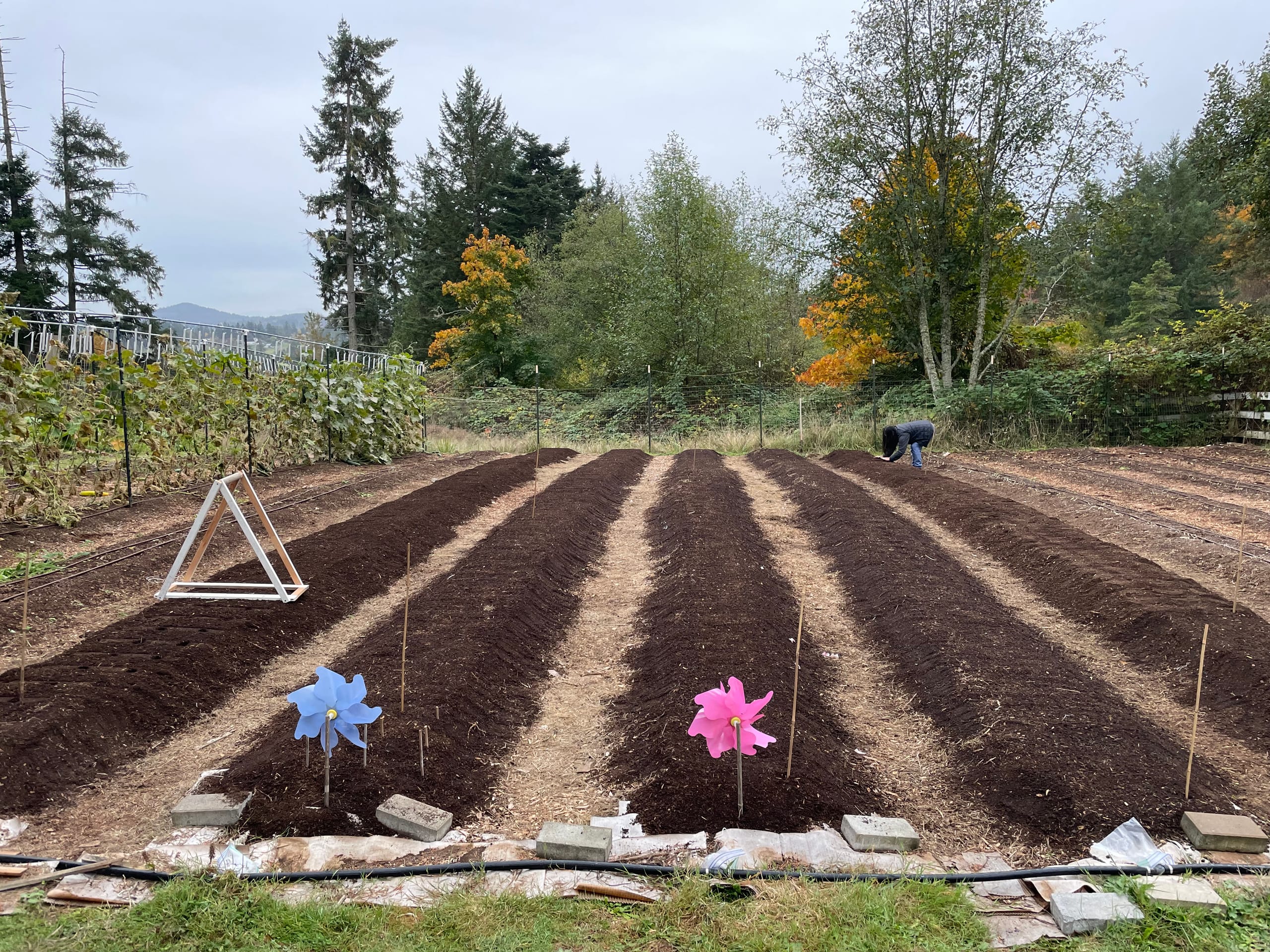 Wide view of five compost-topped garlic beds with a person planting cloves at the far end, colourful pinwheels in the foreground, and autumn trees under an overcast sky.