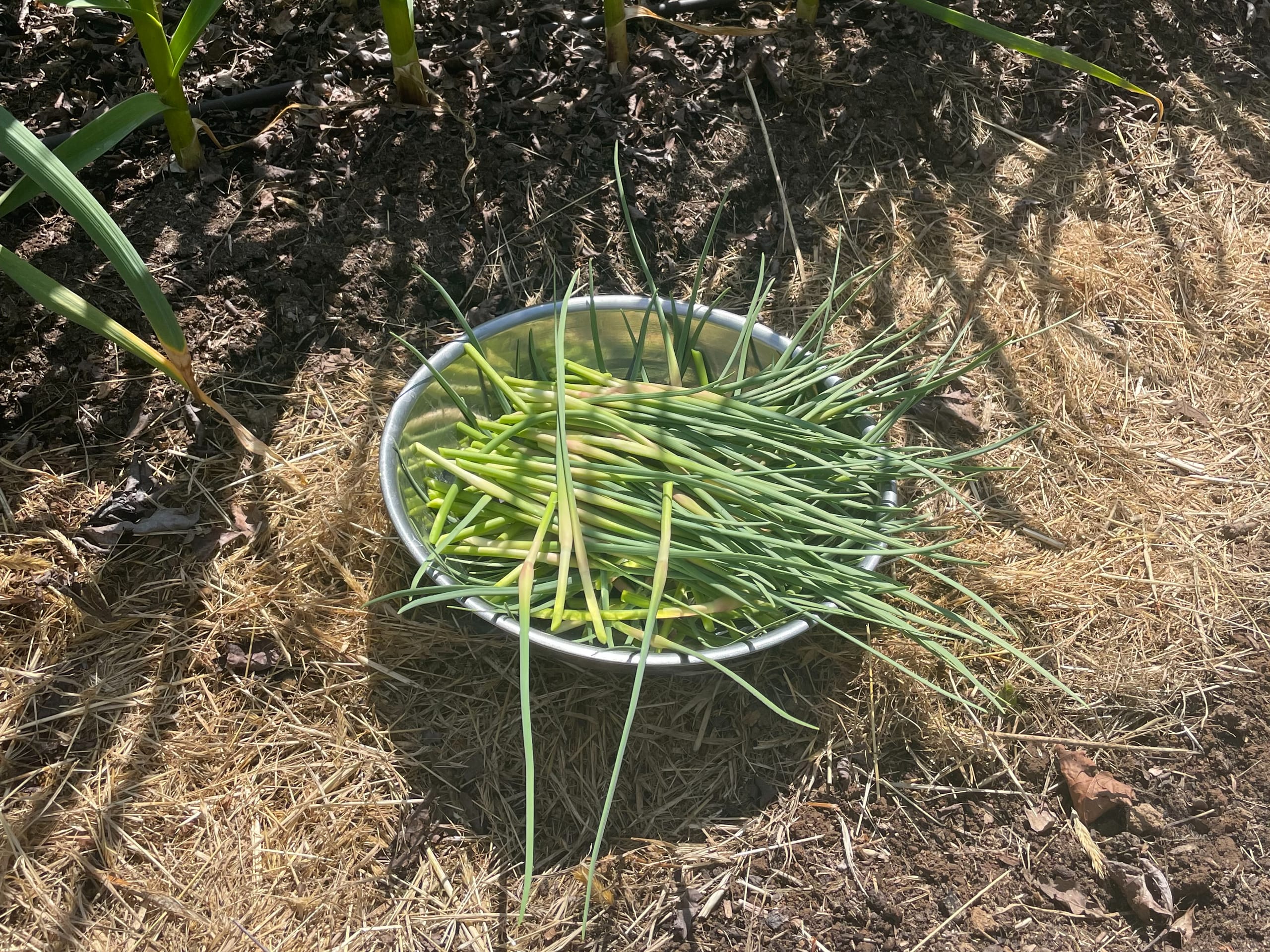A metal bowl filled with freshly picked garlic scapes sitting on straw mulch beside the garlic bed.