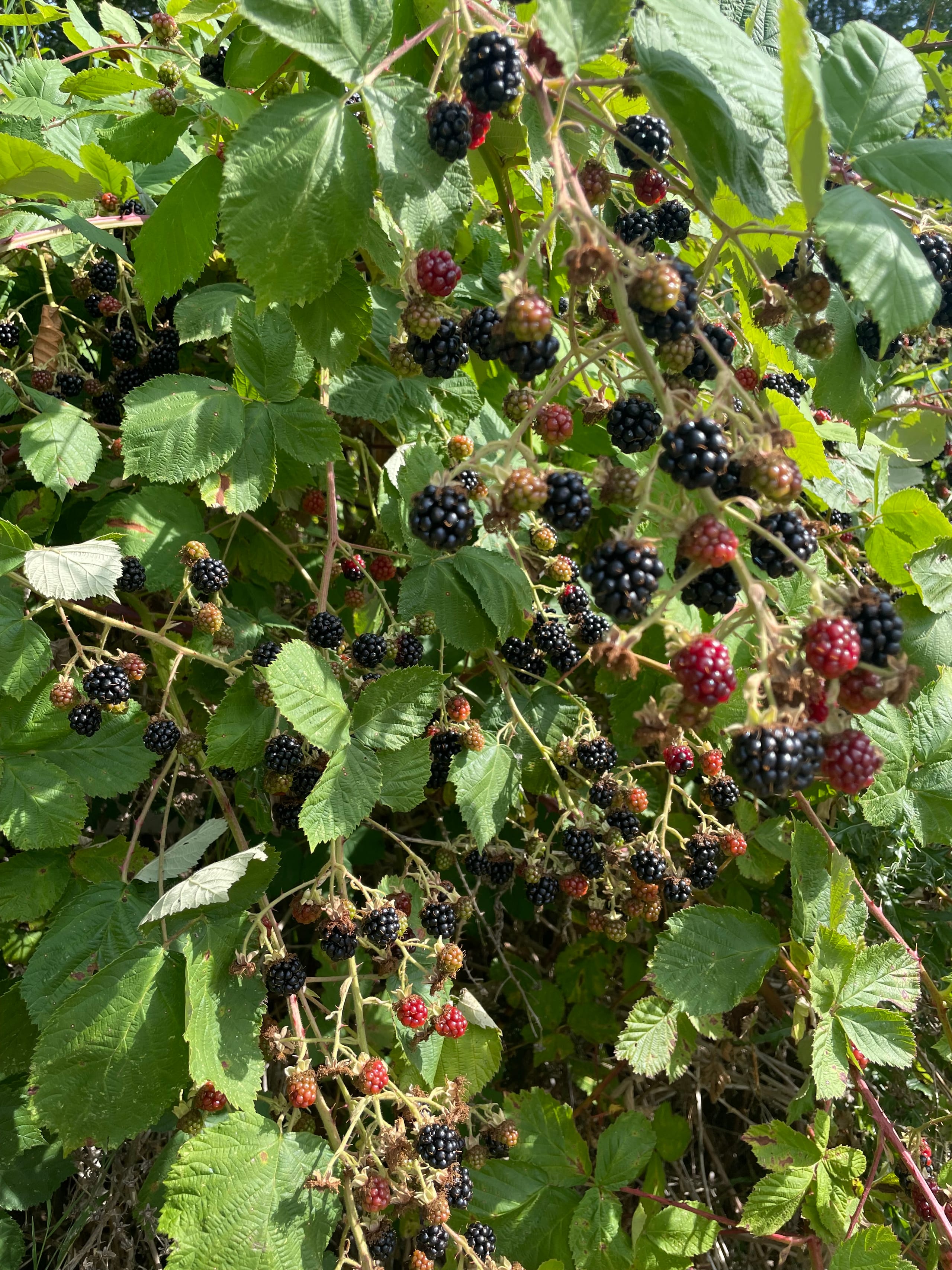 Himalayan Blackberries still on the canes waiting to be picked.