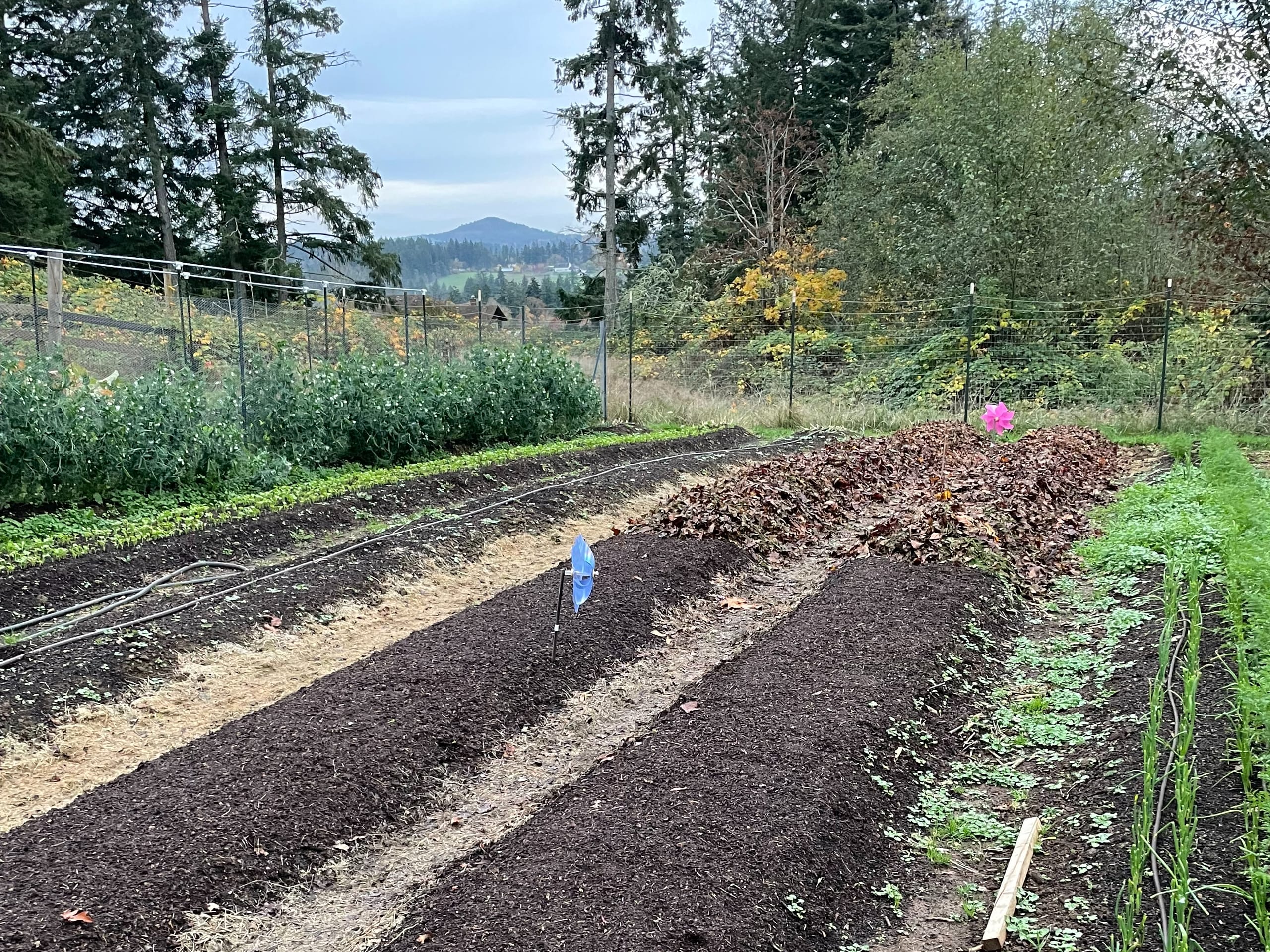Freshly planted garlic beds covered with dark organic rich compost and a thick pile of leaf mulch waiting to be spread, on an overcast autumn day.