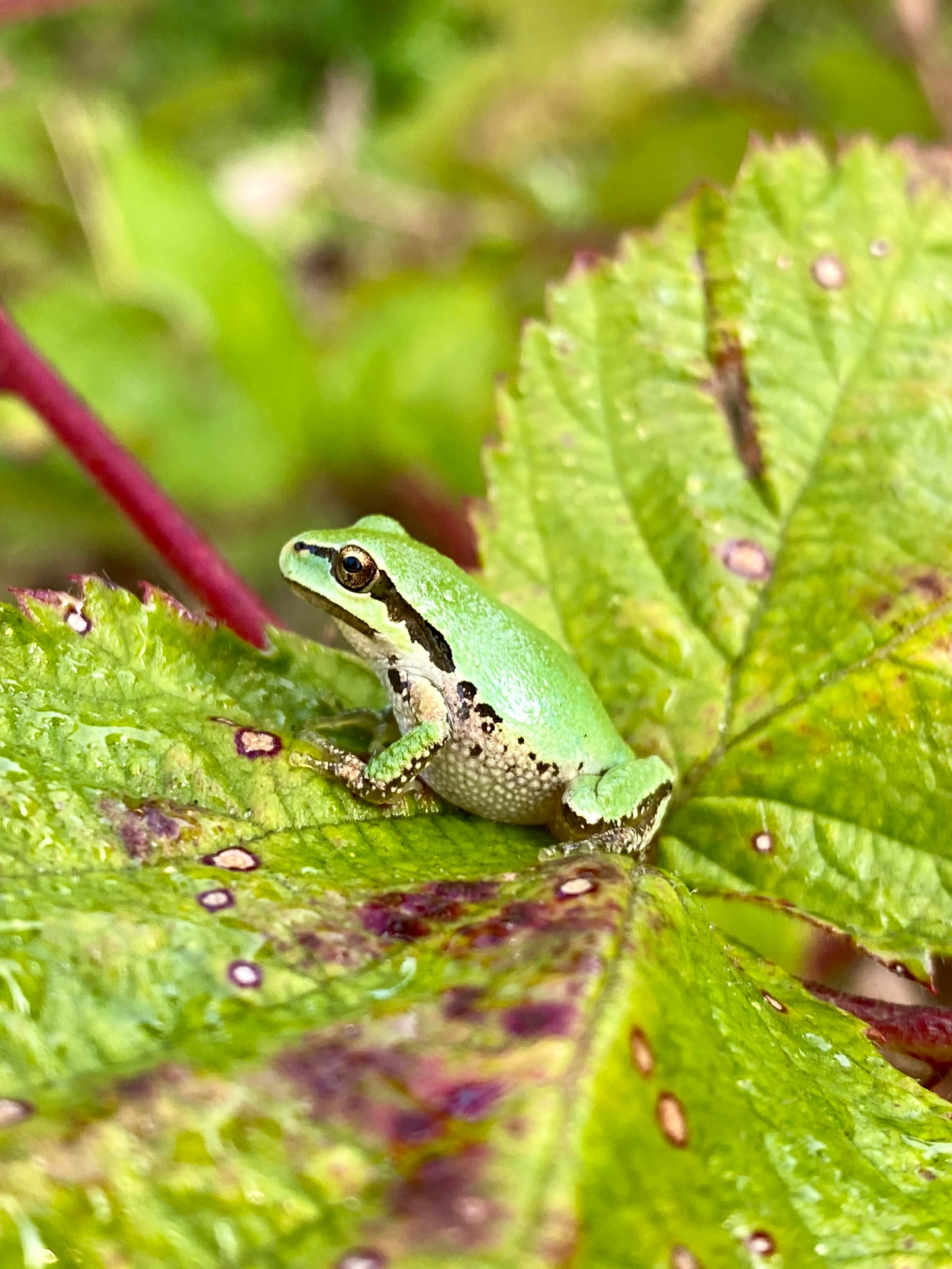 Pacific Tree Frog sitting on a leaf.