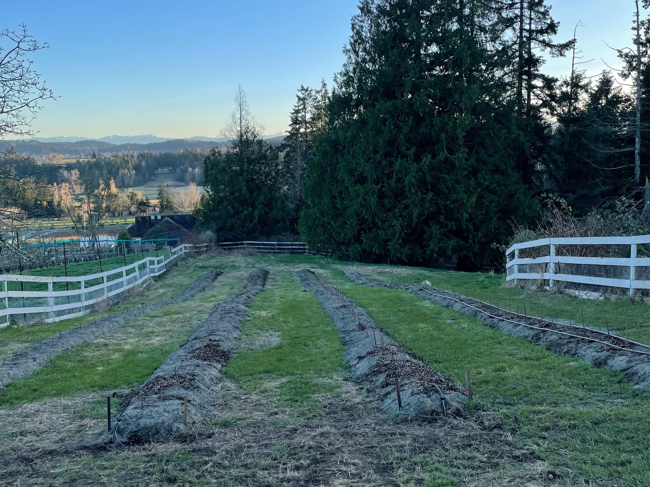 Freshly planted raspberry root stock overlooking the valley at sunset.