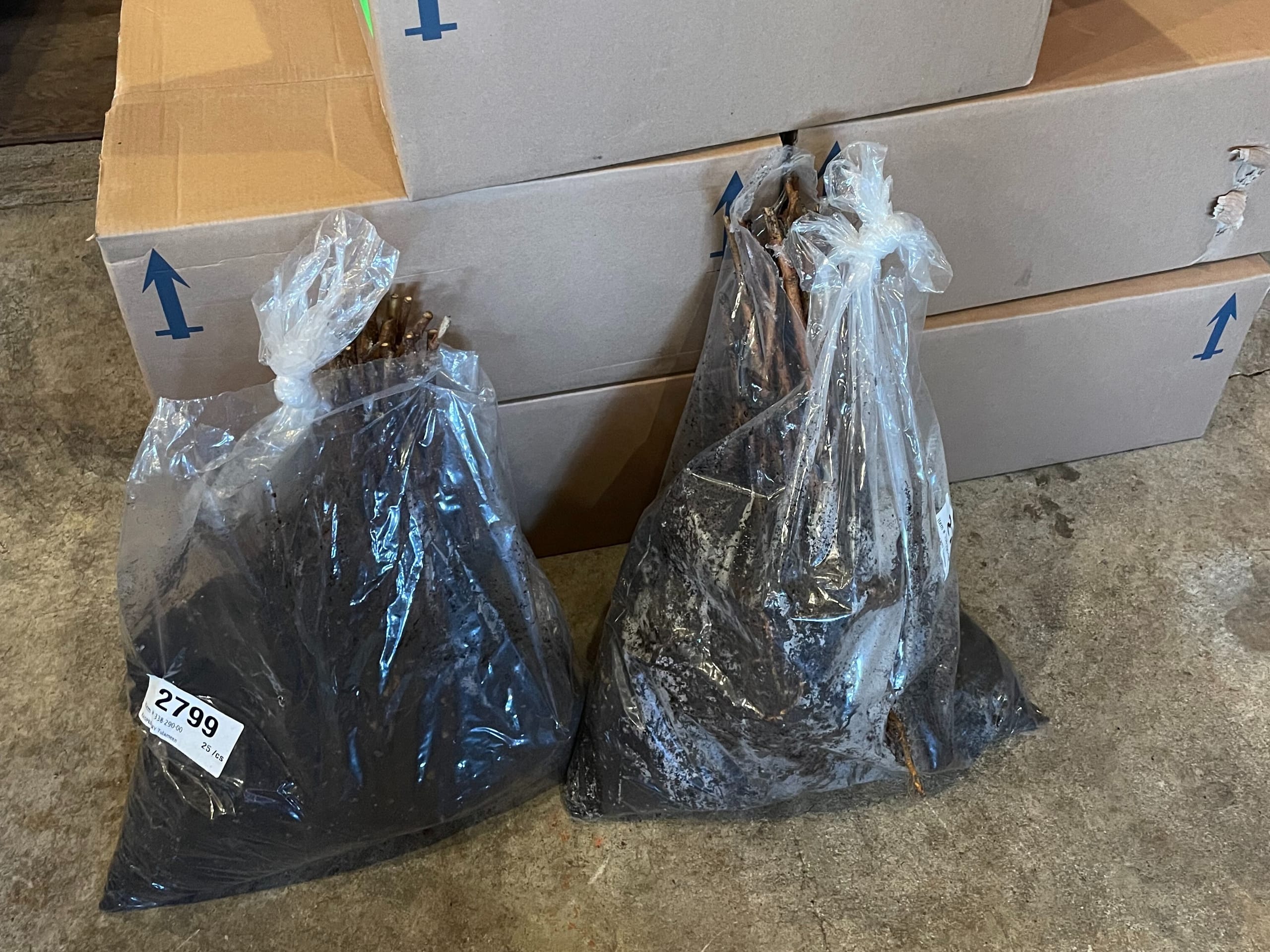 Tulameen Raspberry bare-root stock in plastic bags.
