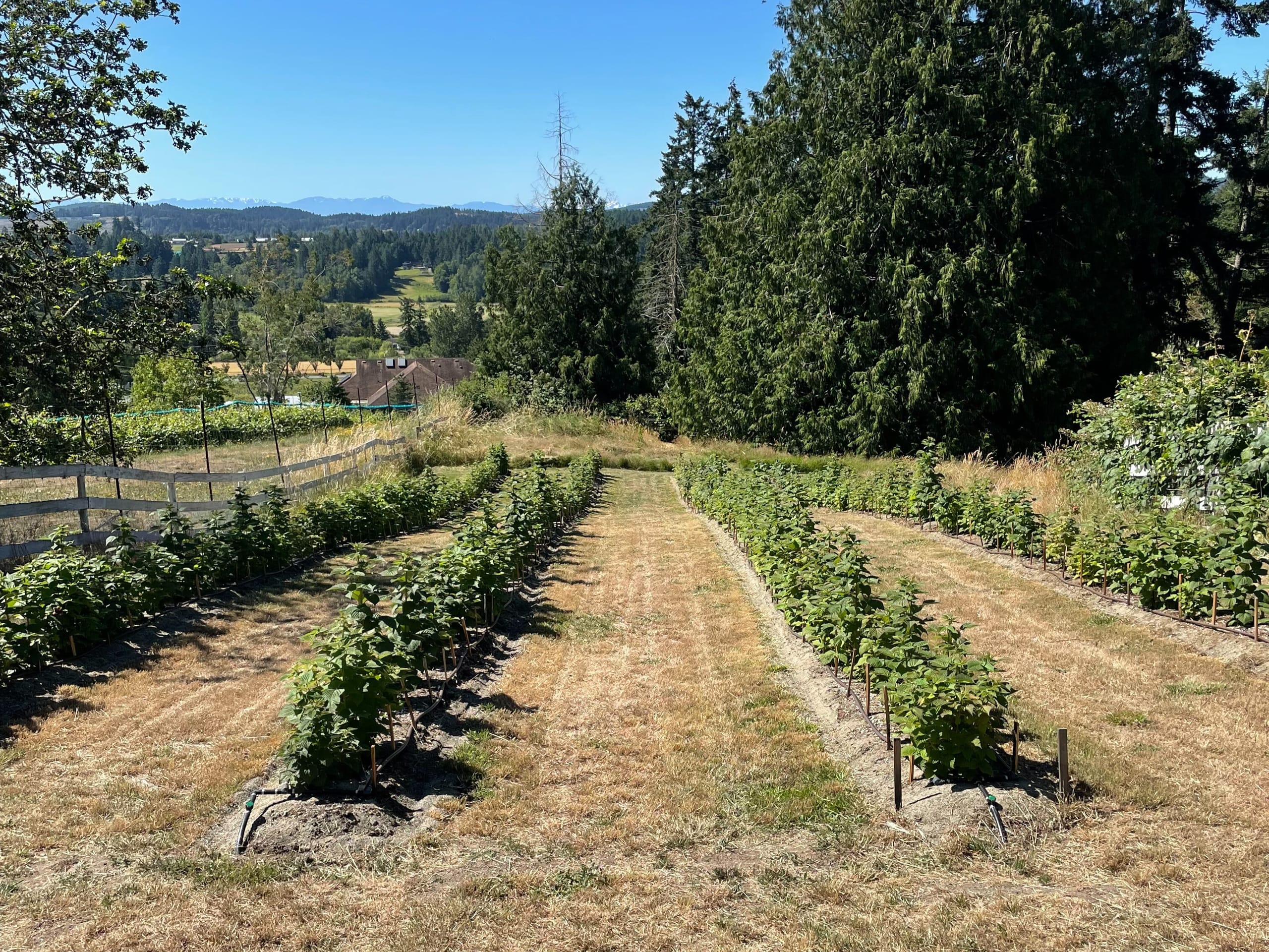 Raspberry canes growing fast with well-established roots.