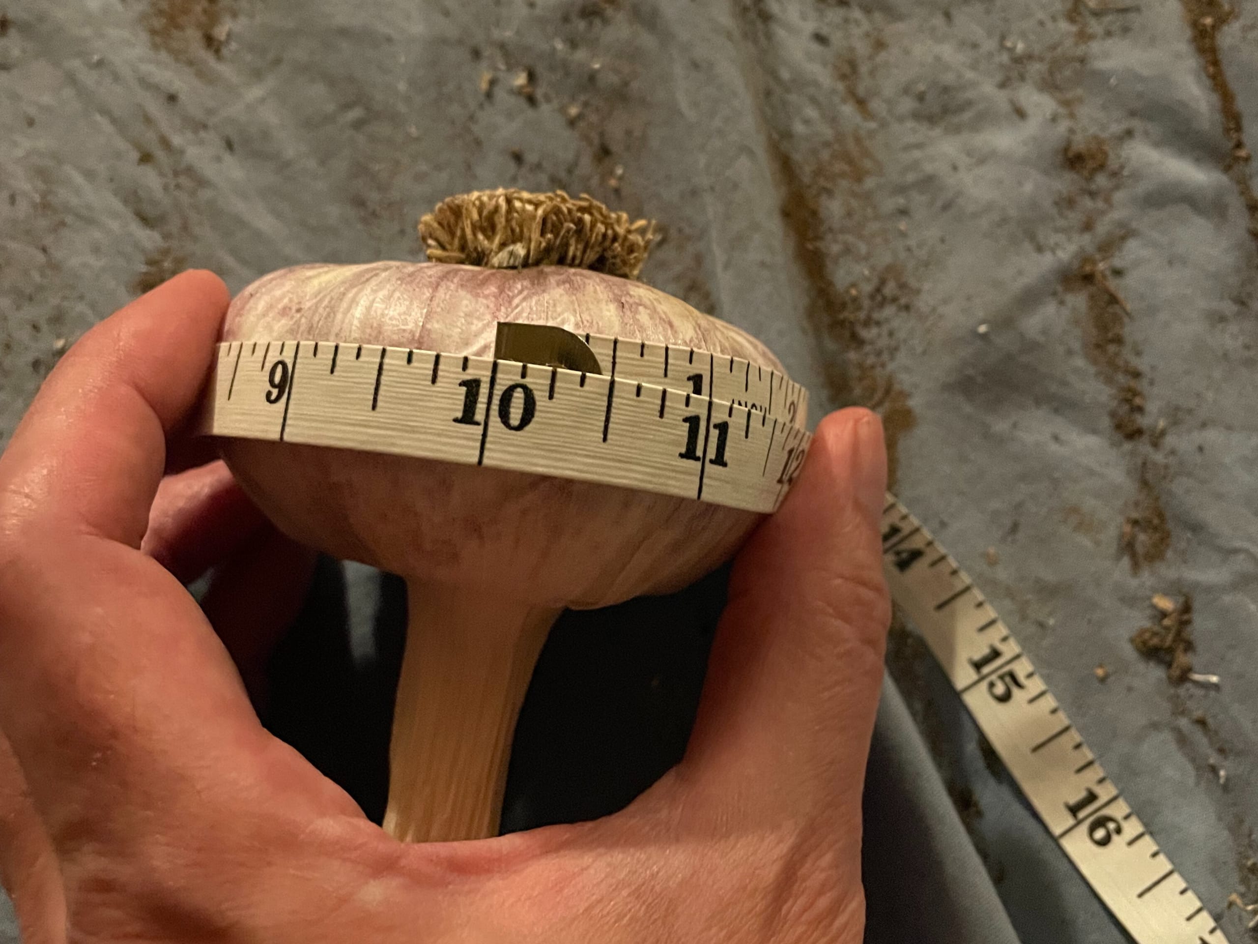 Red Russian garlic with a measuring tape around it measuring a circumference of 10 inches.