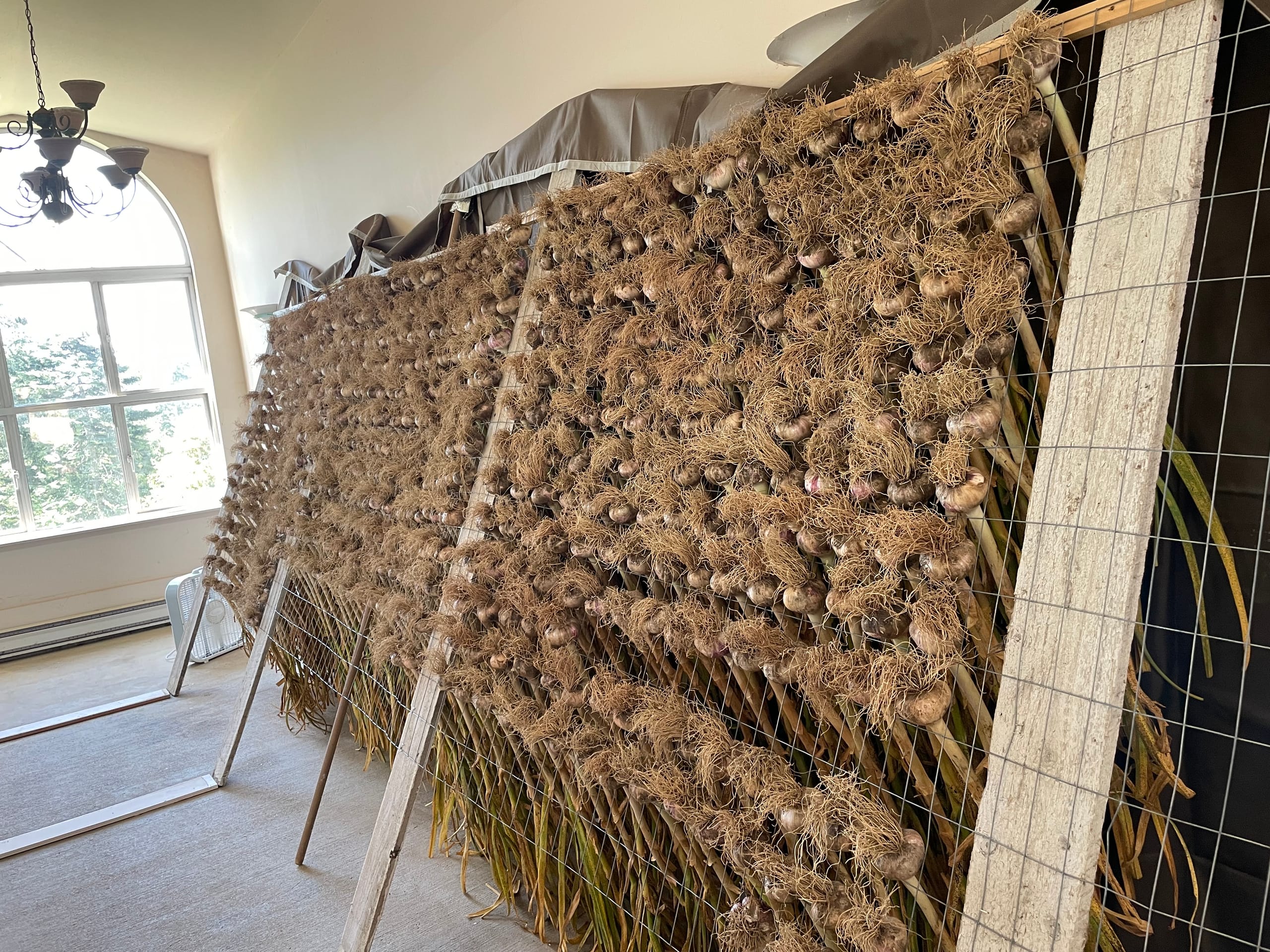 Hundreds of freshly harvested Red Russian garlic bulbs laid across large wooden curing racks to cure after the summer harvest at Valley View Farm.
