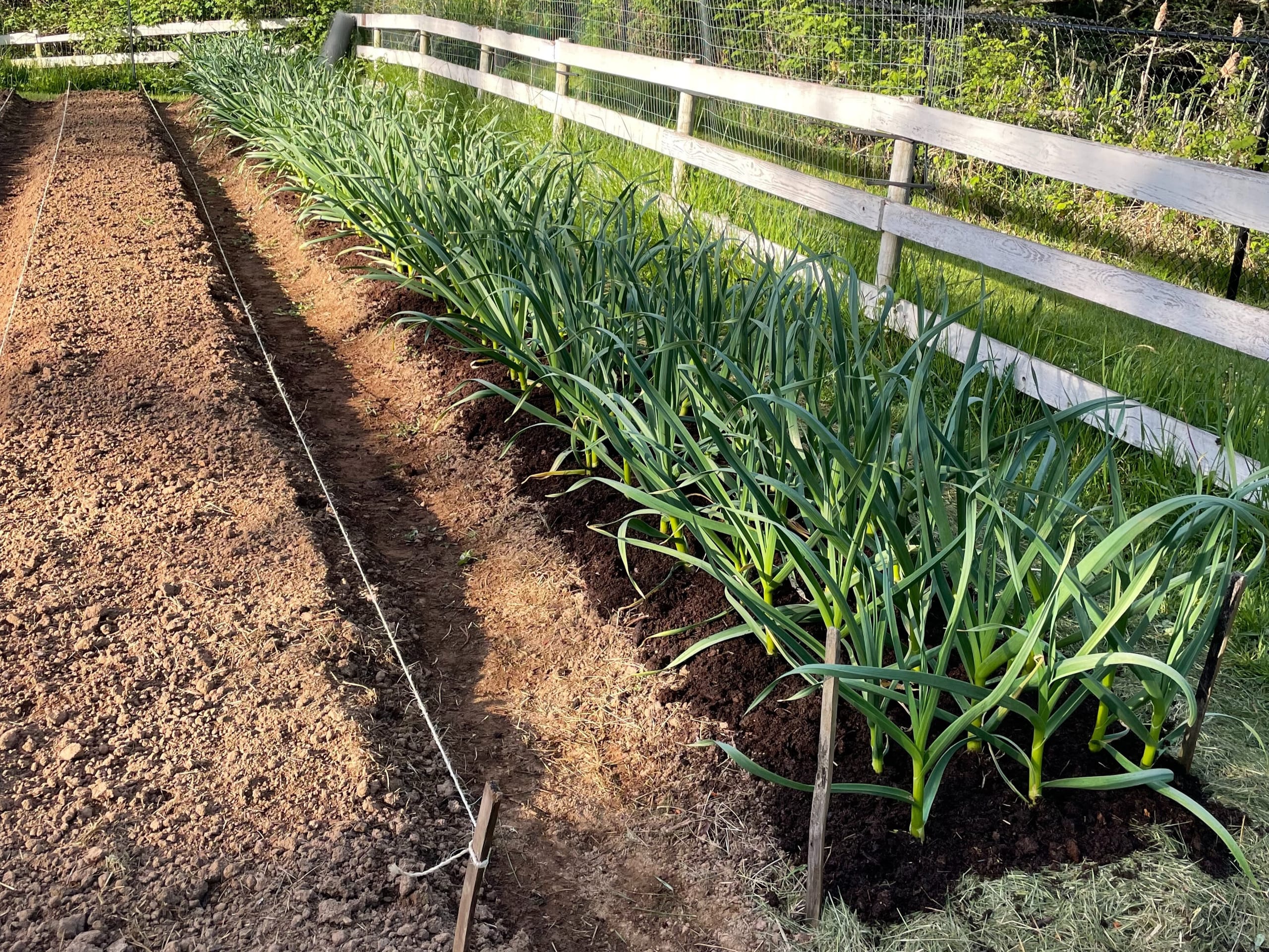 Healthy-looking Red Russian garlic growing in May.