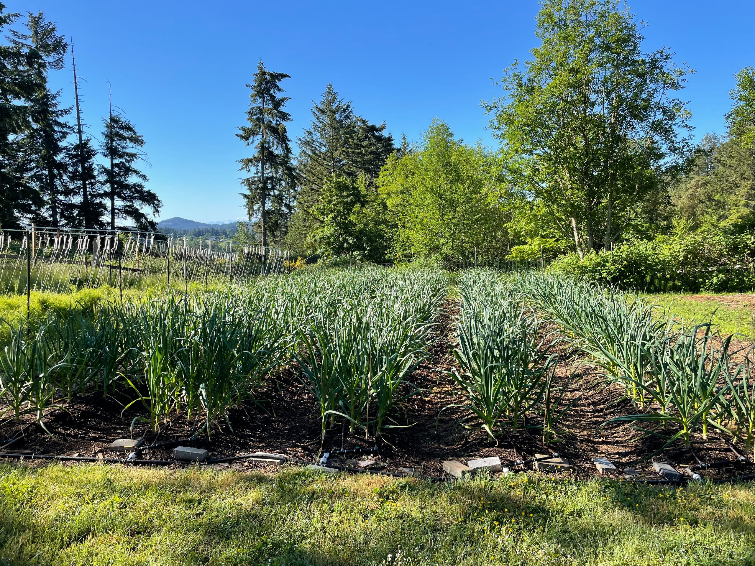 Long rows of tall, healthy Red Russian garlic growing in the field under a clear blue sky in May at Valley View Farm in Saanichton, BC.