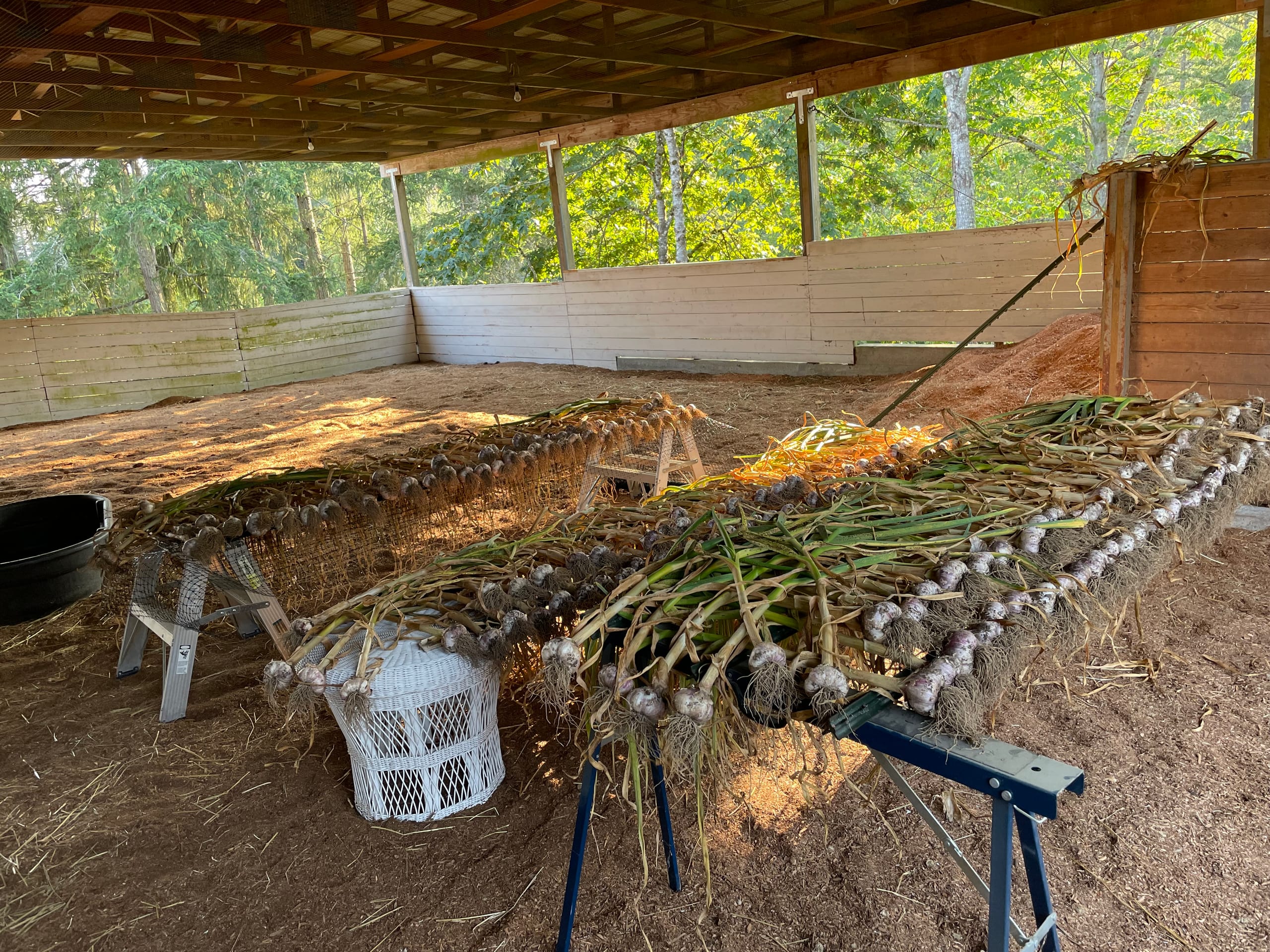 Red Russian garlic on makeshift curing racks.