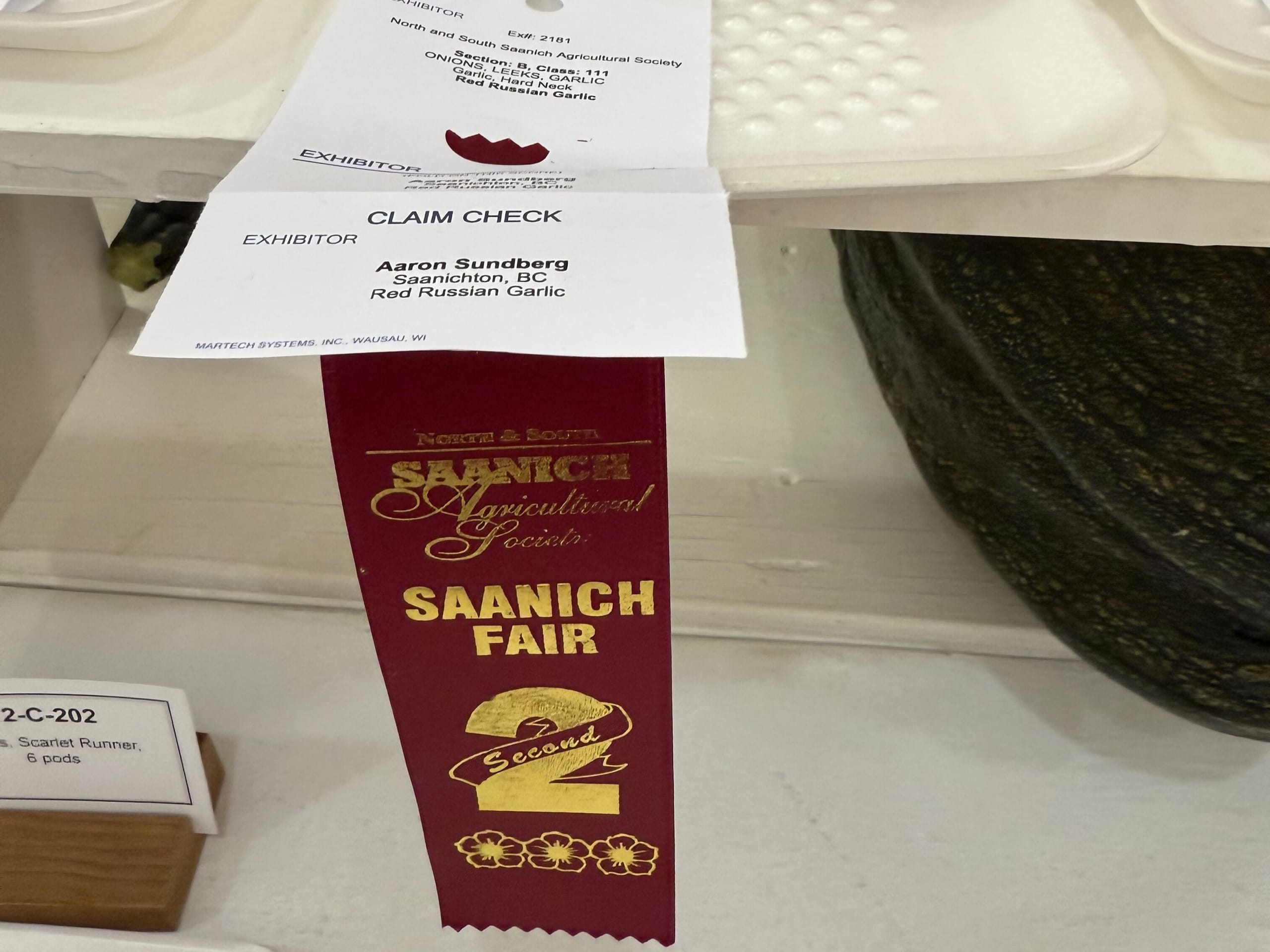 Red Russian garlic with a 2nd place Saanich Fair ribbon attached (2025).
