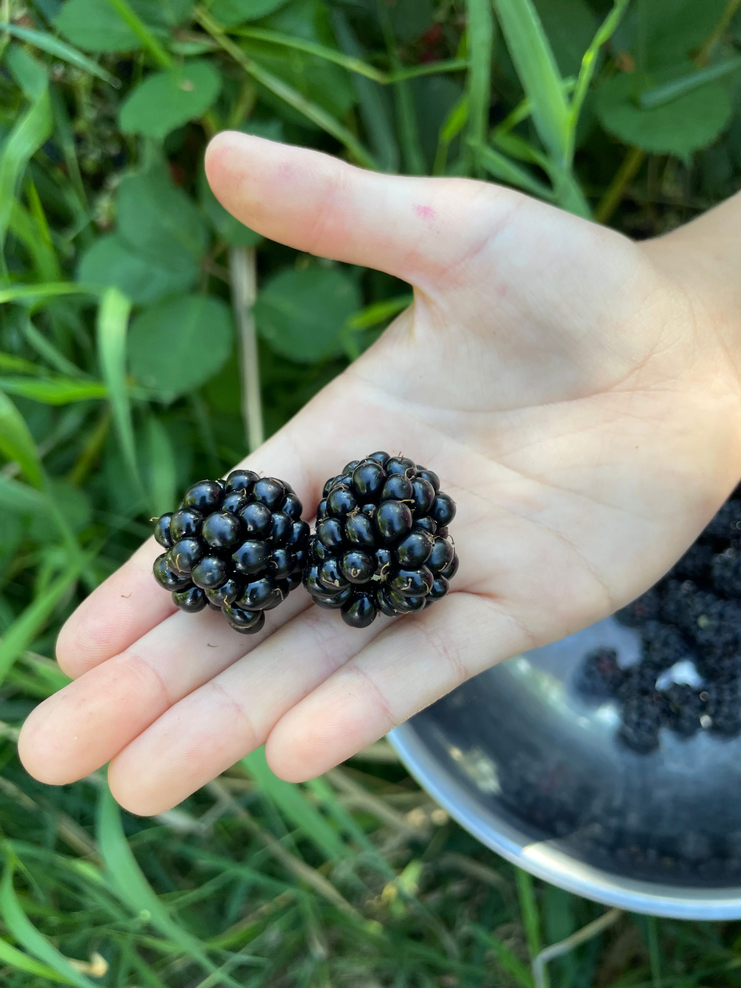 Two very large blackberries in a hand.