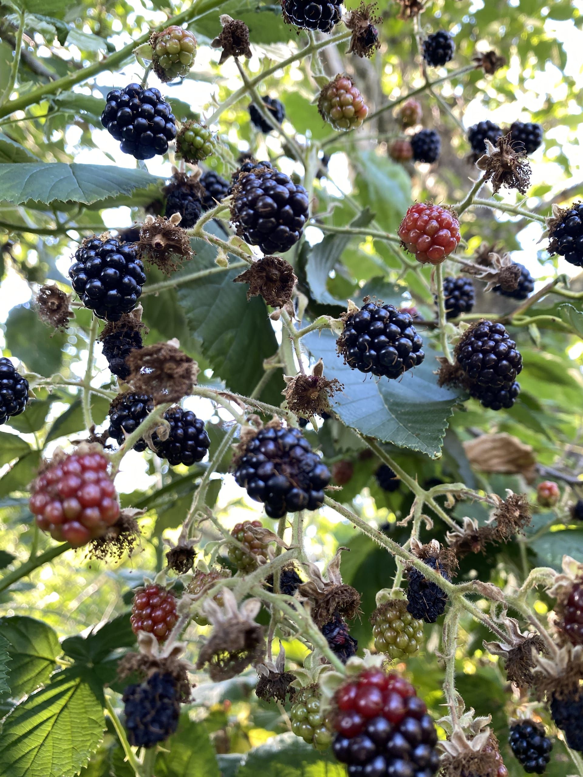 Fresh blackberries 1