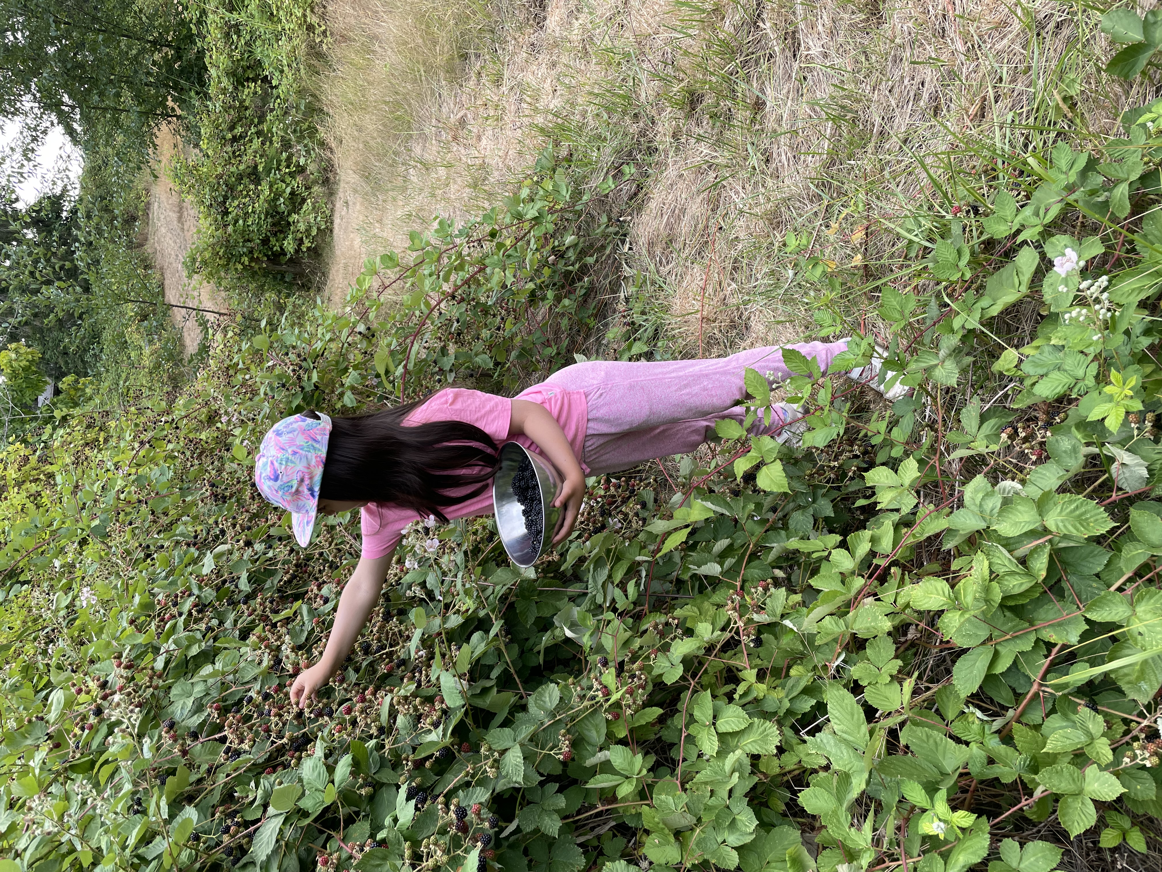 Fresh blackberries 2