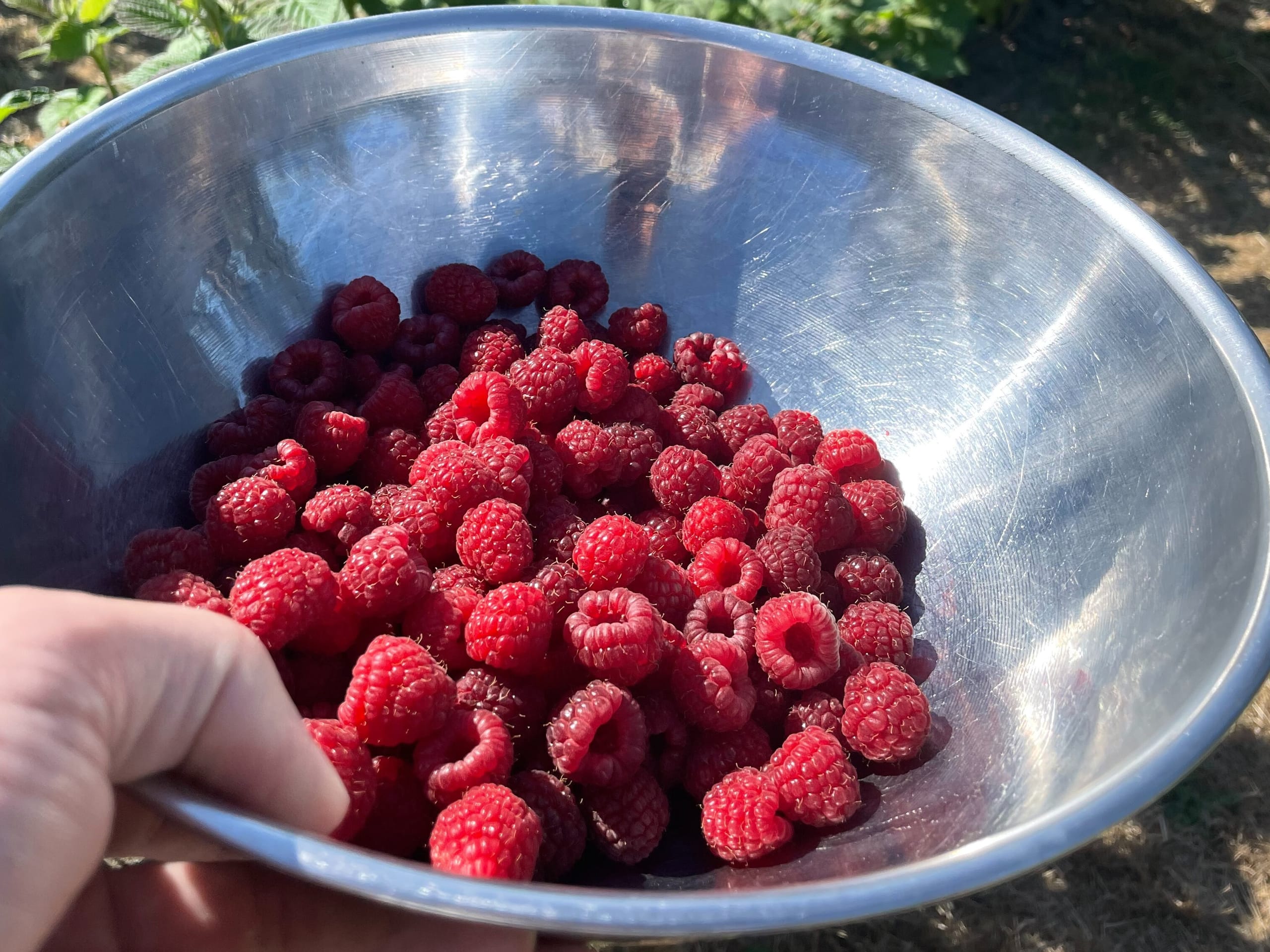 Fresh Tulameen raspberries in a stainless steel bowl.