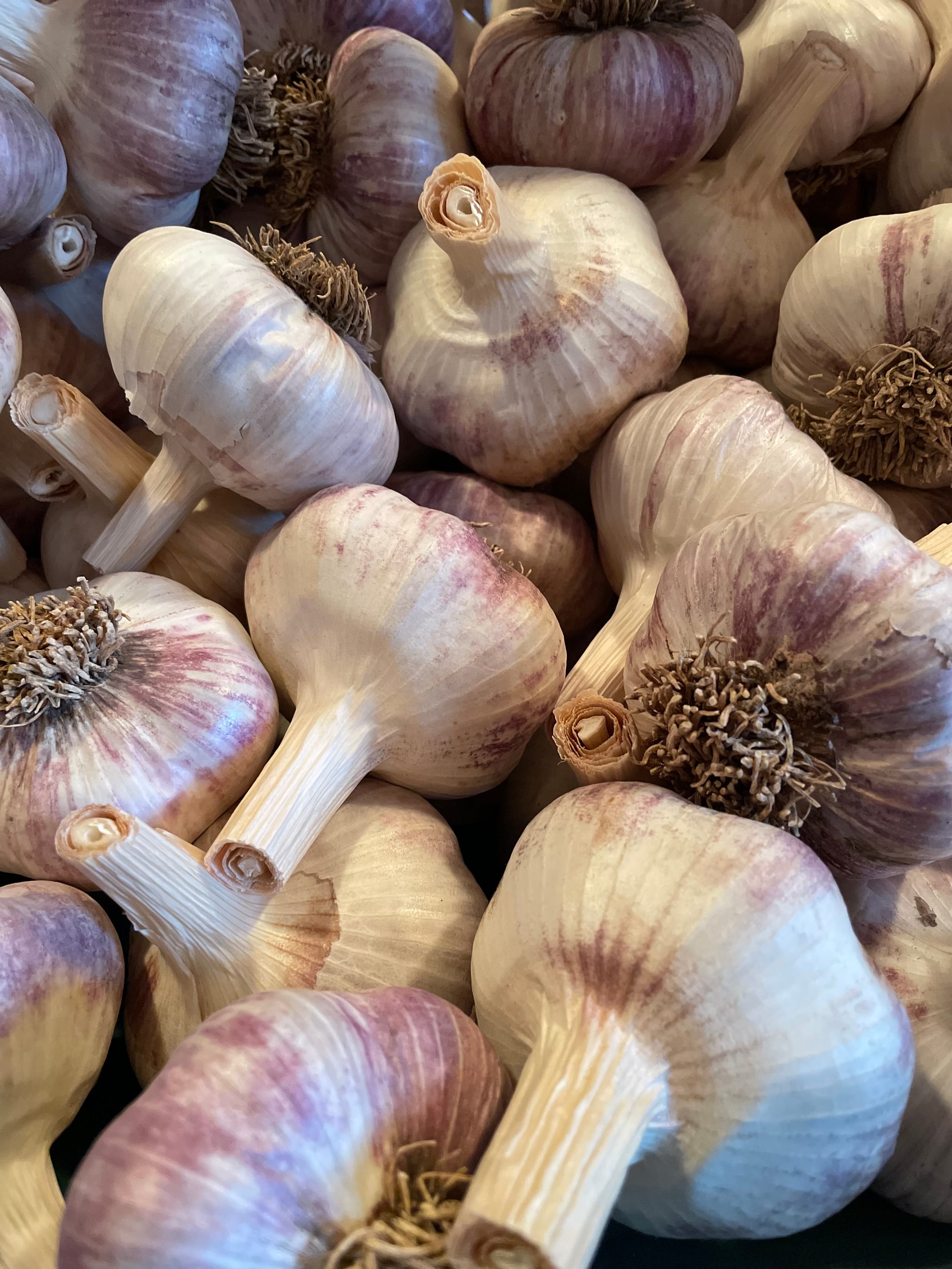 A close up of red Russian garlic.